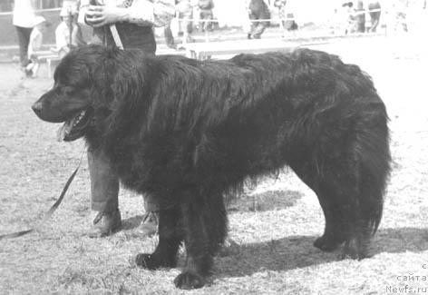 Фото: ньюфаундленд Али Юн