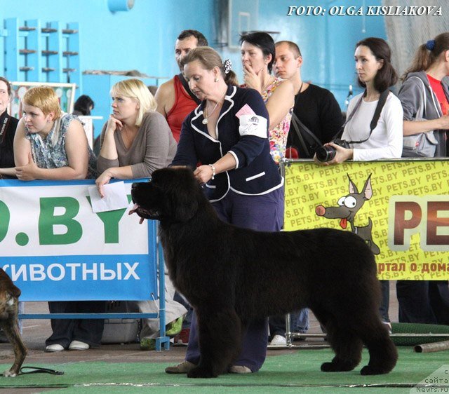 Фото: ньюфаундленд Likefather Like Son Midnight Bear, CACIB - r.BIS Junior