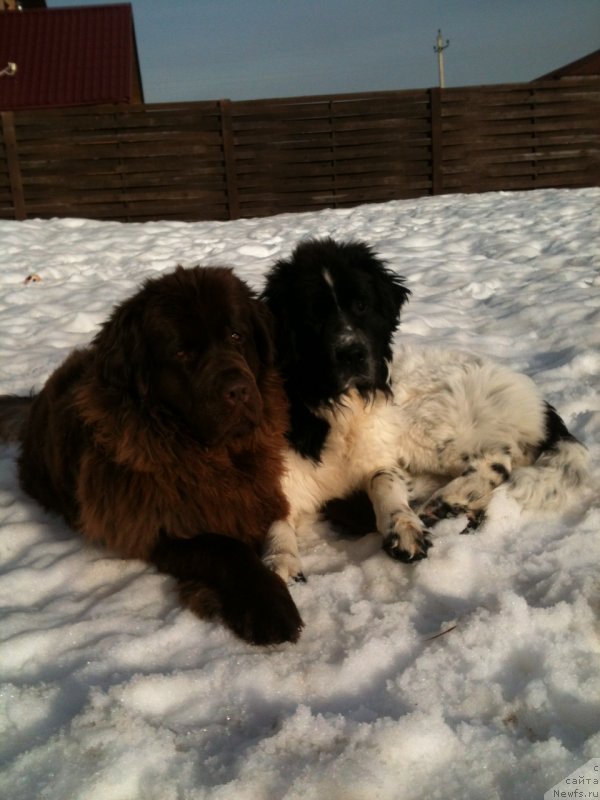 Фото: ньюфаундленд Ван Лен Тайм Женевьева, ньюфаундленд Сент Джонс Вива Виктория (Sent Djons Viva Viktoria)