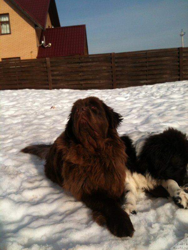 Фото: ньюфаундленд Ван Лен Тайм Женевьева, ньюфаундленд Сент Джонс Вива Виктория (Sent Djons Viva Viktoria)