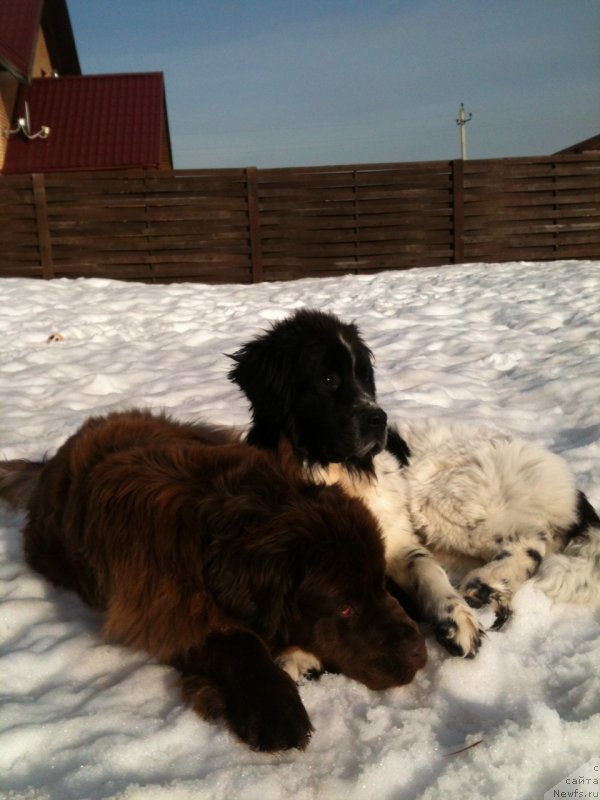 Фото: ньюфаундленд Ван Лен Тайм Женевьева, ньюфаундленд Сент Джонс Вива Виктория (Sent Djons Viva Viktoria)