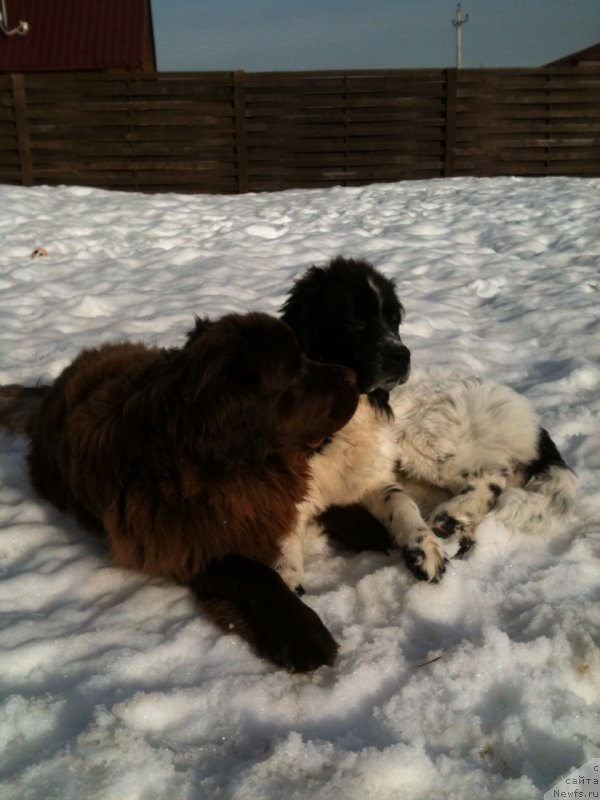 Фото: ньюфаундленд Ван Лен Тайм Женевьева, ньюфаундленд Сент Джонс Вива Виктория (Sent Djons Viva Viktoria)