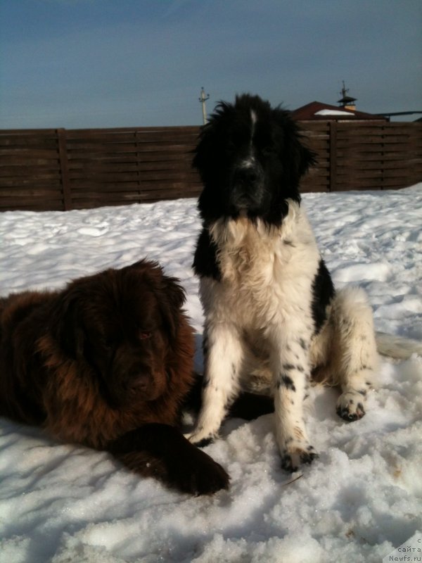 Фото: ньюфаундленд Сент Джонс Вива Виктория (Sent Djons Viva Viktoria), ньюфаундленд Ван Лен Тайм Женевьева