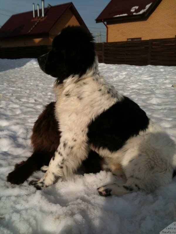 Фото: ньюфаундленд Сент Джонс Вива Виктория (Sent Djons Viva Viktoria)