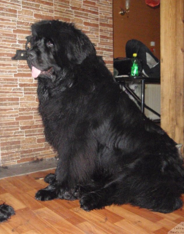 Фото: ньюфаундленд Ньюфорт Ньёрд Роял Флэш