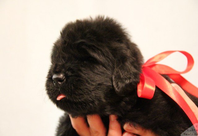 Фото: ньюфаундленд Их Высочество Глория Айрис (Ih Visochestvo Gloria Airis)