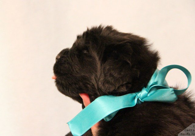 Фото: ньюфаундленд Их Высочество Глория Айрис (Ih Visochestvo Gloria Airis)