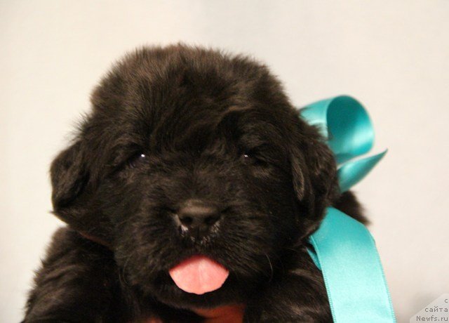 Фото: ньюфаундленд Их Высочество Глория Айрис (Ih Visochestvo Gloria Airis)