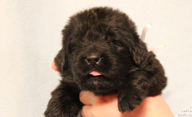 Фото: ньюфаундленд Их Высочество Глория Айрис (Ih Visochestvo Gloria Airis)