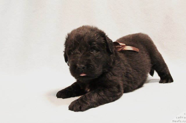 Фото: ньюфаундленд Их Высочество Глория Айрис (Ih Visochestvo Gloria Airis)