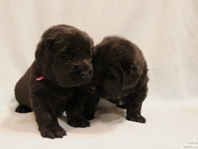 Фото: ньюфаундленд Их Высочество Глория Айрис (Ih Visochestvo Gloria Airis)