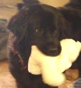 Фото: ньюфаундленд Бонни Флайт