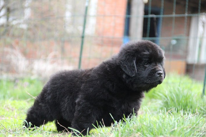 Фото: ньюфаундленд Чудо Чойс Звездного Дара с Берега Дона (Chudo Choice Zvezdnyj Dar s Berega Dona)