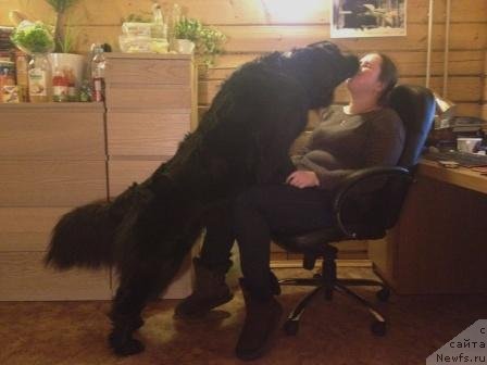 Фото: ньюфаундленд Бонни Флайт