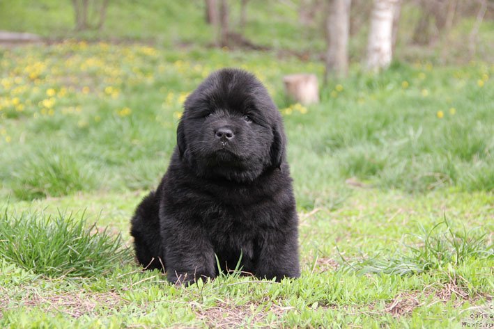Фото: ньюфаундленд Чудо Чойс Звездного Дара с Берега Дона (Chudo Choice Zvezdnyj Dar s Berega Dona)
