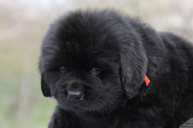 Фото: ньюфаундленд Честолюбивая Чик с Берега Дона (Chistolybivaya Chic s Berega Dona)