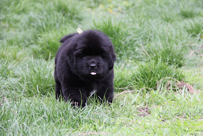 Фото: ньюфаундленд Чрезвычайная Чайн с Берега Дона (Chrezvychaynaya Chayn s Berega Dona)