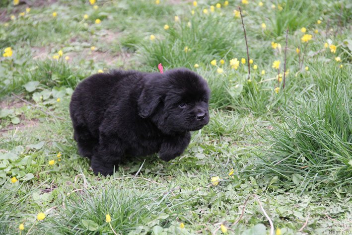 Фото: ньюфаундленд Чистая Чек с Берега Дона (Chistaya Cheсk s Berega Dona)