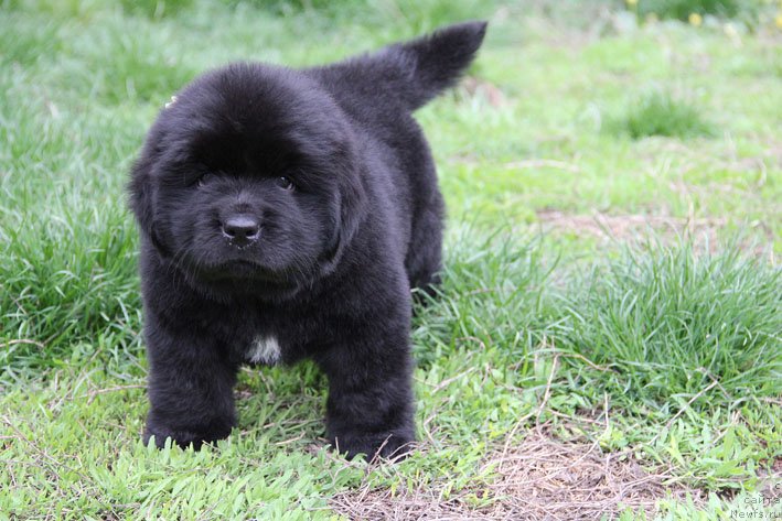 Фото: ньюфаундленд Чрезвычайная Чайн с Берега Дона (Chrezvychaynaya Chayn s Berega Dona)