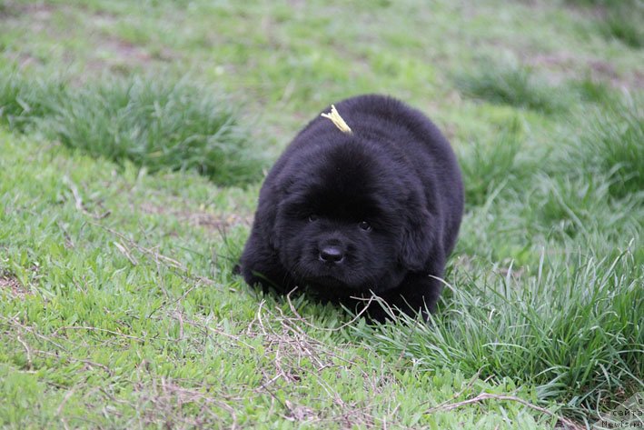 Фото: ньюфаундленд Чрезвычайная Чайн с Берега Дона (Chrezvychaynaya Chayn s Berega Dona)