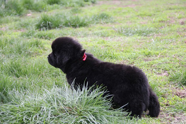 Фото: ньюфаундленд Чистая Чек с Берега Дона (Chistaya Cheсk s Berega Dona)