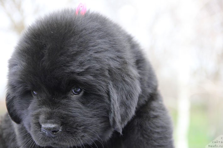 Фото: ньюфаундленд Чудо Чойс Звездного Дара с Берега Дона (Chudo Choice Zvezdnyj Dar s Berega Dona)