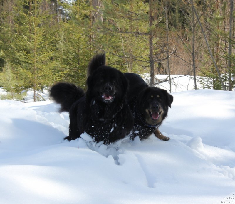 Фото: ньюфаундленд Дар Свезы Юника Сагитта (Dar Svezy Unika Sagitta)