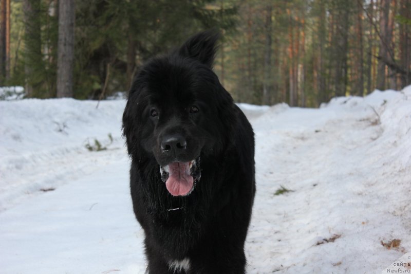 Фото: ньюфаундленд Дар Свезы Юника Сагитта (Dar Svezy Unika Sagitta)