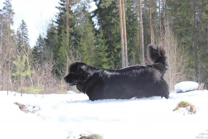 Фото: ньюфаундленд Дар Свезы Юника Сагитта (Dar Svezy Unika Sagitta)