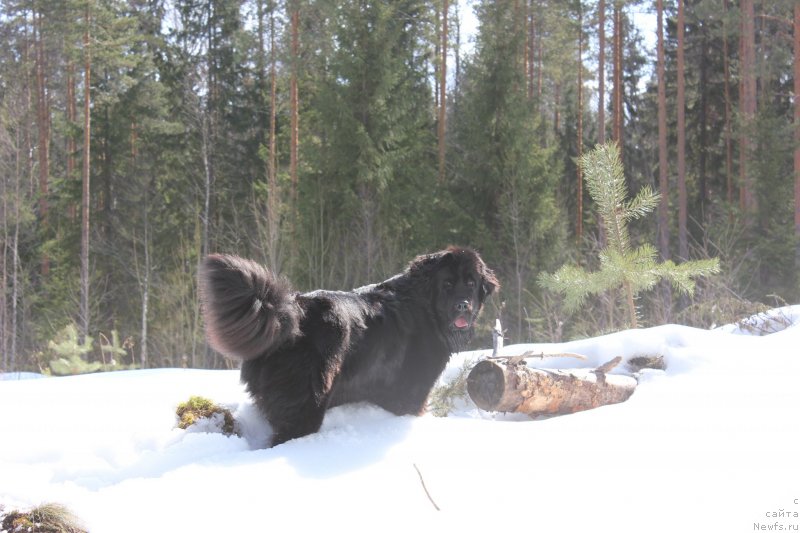 Фото: ньюфаундленд Дар Свезы Юника Сагитта (Dar Svezy Unika Sagitta)