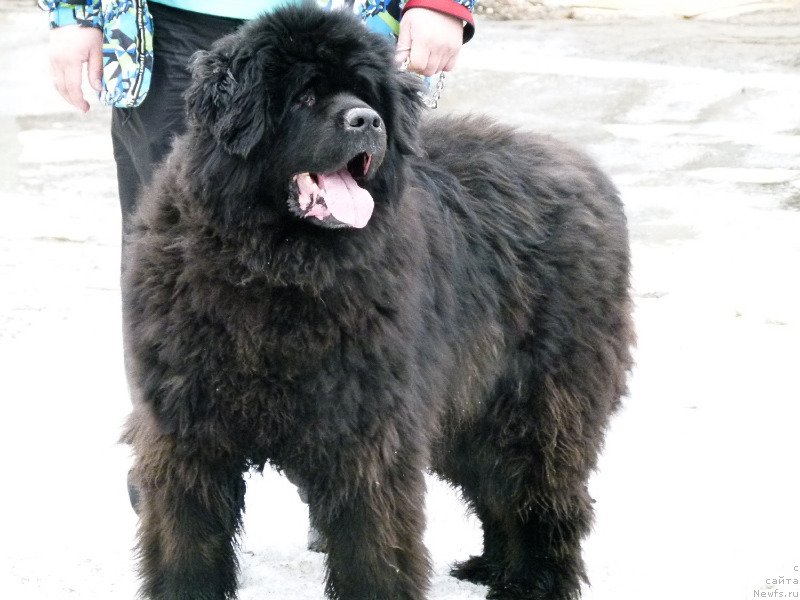 Фотография № 121856