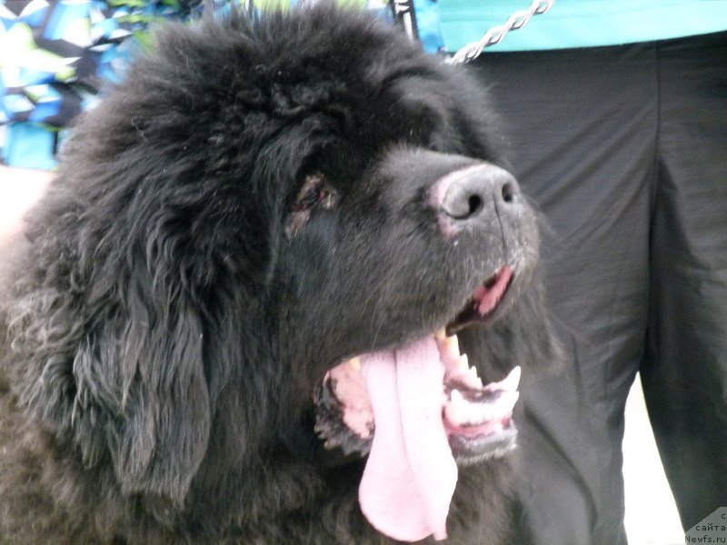 Фото: ньюфаундленд Валенсия Черная Жемчужина