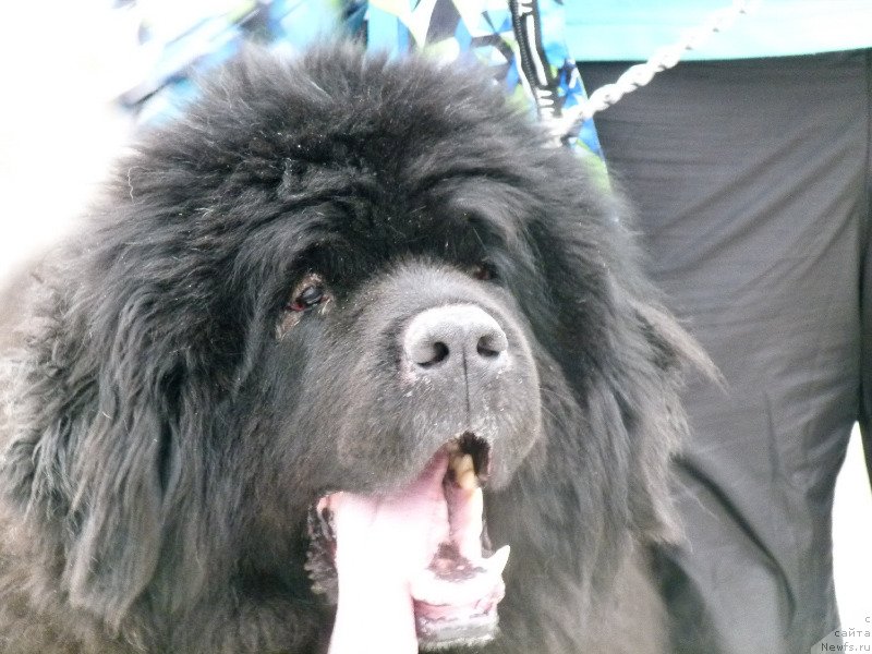 Фотография № 121861