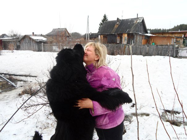 Фото: Лена Зырина, ньюфаундленд Валенсия Черная Жемчужина