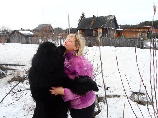 Фото: Лена Зырина, ньюфаундленд Валенсия Черная Жемчужина