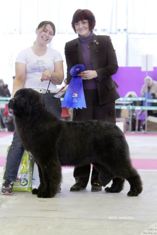 Фото: ньюфаундленд Seabrooks Autumn Kiss for Sent Djons