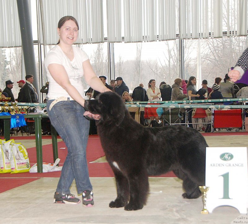 Фото: ньюфаундленд Seabrooks Autumn Kiss for Sent Djons