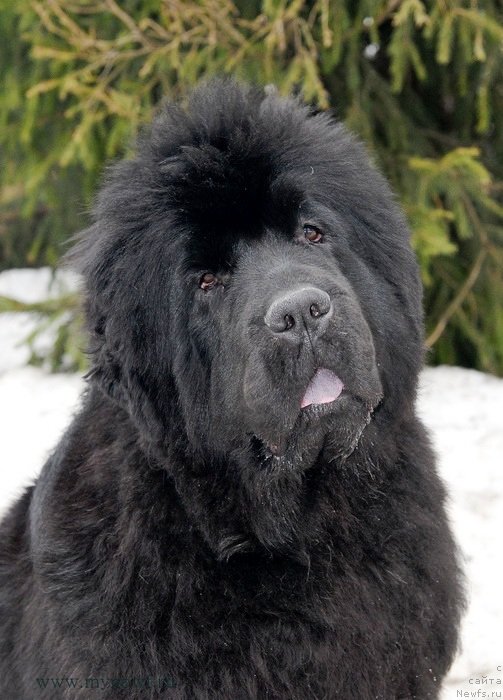 Фотография № 121898