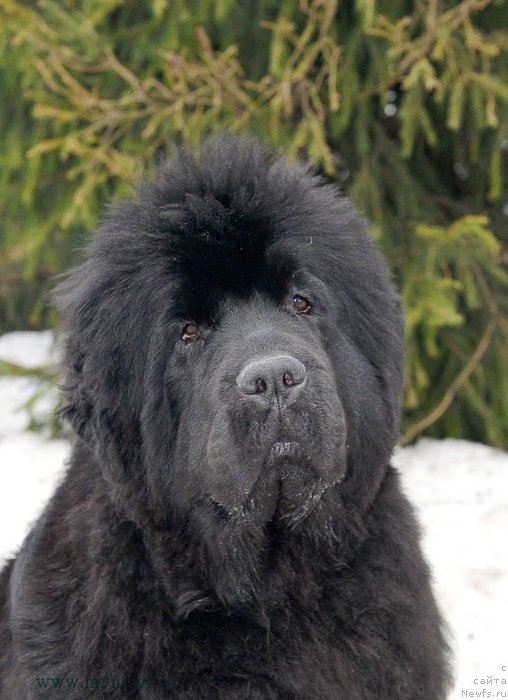 Фото: ньюфаундленд Сент Джонс Хэппи Гоу Лакки