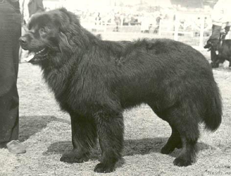 Фото: ньюфаундленд Клаус Сей