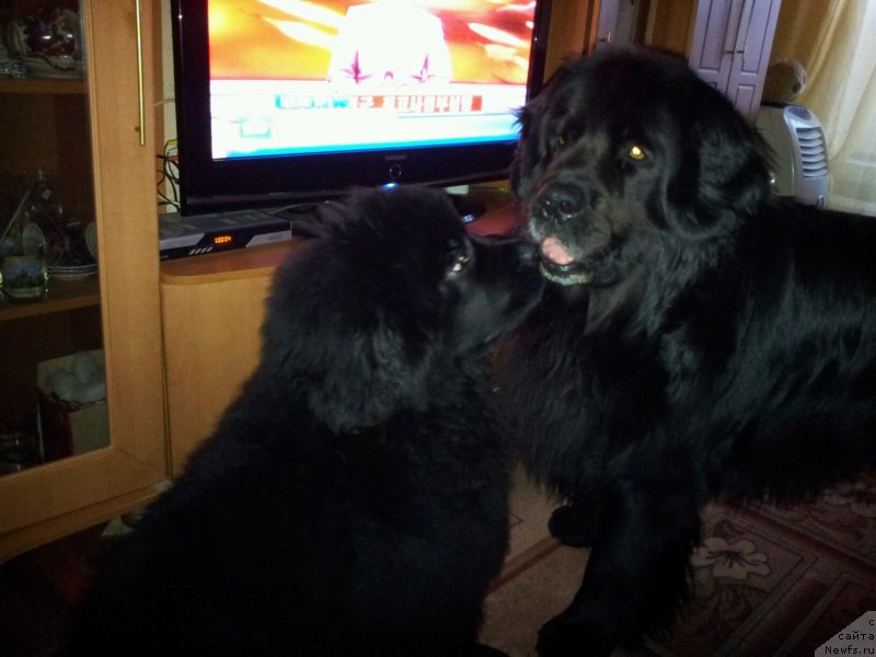 Фото: ньюфаундленд Дак Прайд Ван Гог (Dark Pride Van Gogh), ньюфаундленд Красс