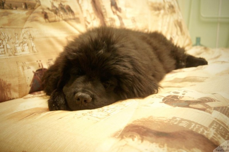 Фото: ньюфаундленд Сказка с Подножия Килиманджаро