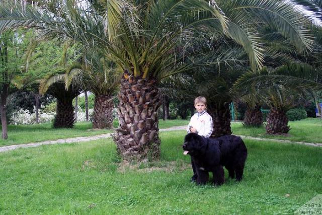 Фото: ньюфаундленд Потап Фидель