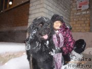 Фото: ньюфаундленд Вашингтон