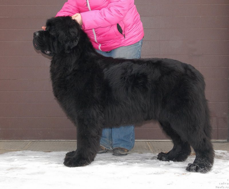 Фото: ньюфаундленд Сент Джонс Харебелл (Sent Djons Harebell)