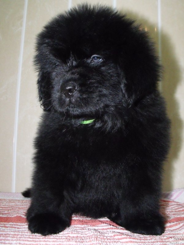 Фото: Лепесток Лилии (салатовая лента), ньюфаундленд Гранд Бэби Ариадна