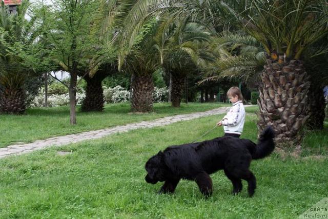 Фото: ньюфаундленд Потап Фидель