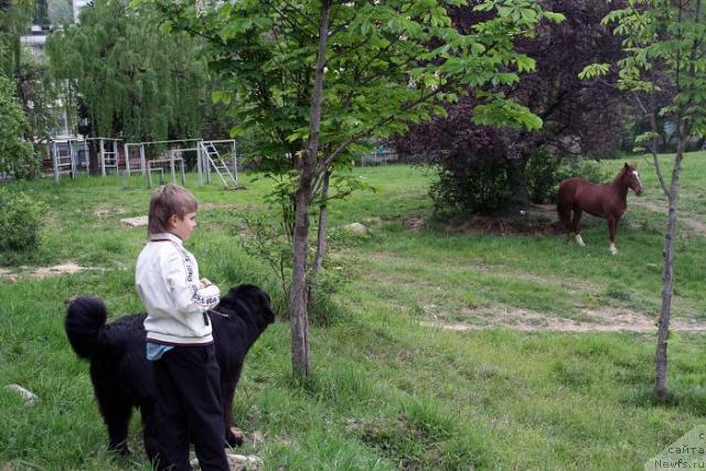 Фото: ньюфаундленд Потап Фидель