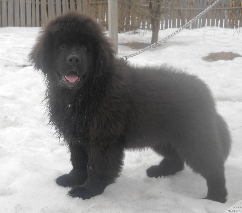 Фото: ньюфаундленд Семи Вершин Чудесный Круз