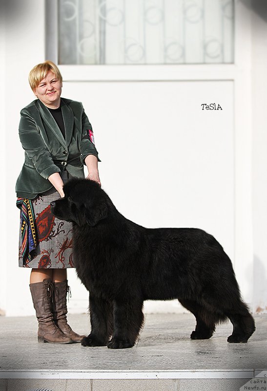 Фото: ньюфаундленд Акватория Келвин Урса Хай Спирит (Aquatoria Kelvin Ursa High Spirit)